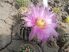 Echinocereus reichenbachii subsp. caespitosus