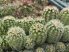 Echinocereus reichenbachii subsp. caespitosus