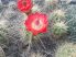 Echinocereus coccineus var. roemeri DJF1306 Llano County, Texas, USA