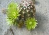 Echinocereus viridiflorus