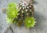 Echinocereus viridiflorus