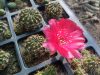 Lobivia arachnacantha Lobivia arachnacantha