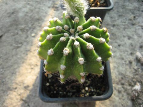Echinopsis oxygona f. brevispina