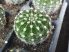Echinopsis oxygona f. brevispina