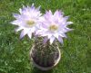 Echinopsis oxygona (syn. Echinonyctanthus multiplex)