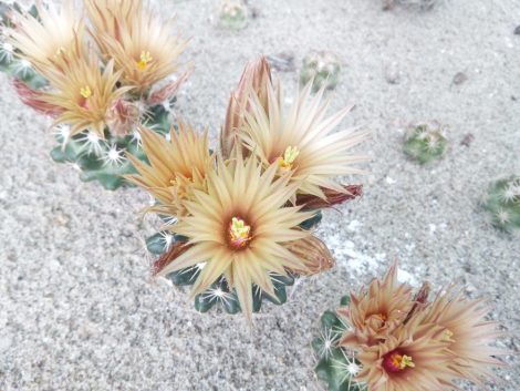 Escobaria missouriensis