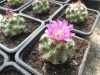 Escobaria hesteri Escobaria hesteri