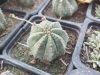 Euphorbia infausta