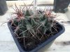 Ferocactus wislizeni SB228