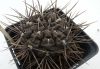 Gymnocalycium gibbosum