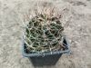 Hamatocactus setispinus Hamatocactus setispinus