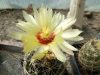 Hamatocactus setispinus var. setaceus SB851 (syn. Thelocactus)