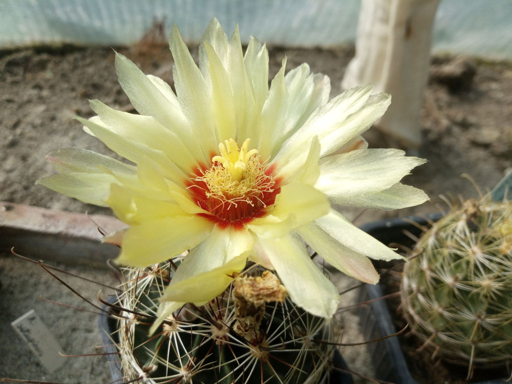 Hamatocactus setispinus var. setaceus SB851 (syn. Thelocactu