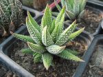 Haworthia attenuata (Aloe attenuata)