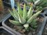 Haworthia attenuata (Aloe attenuata)