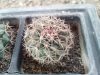 Mammillaria heyderi subsp. meiacantha RP89 Watrous, Ft Union, NM