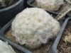 Mammillaria plumosa