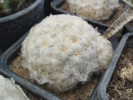 Mammillaria plumosa