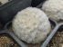 Mammillaria plumosa