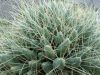 Maihueniopsis glomerata - 2x cuttings