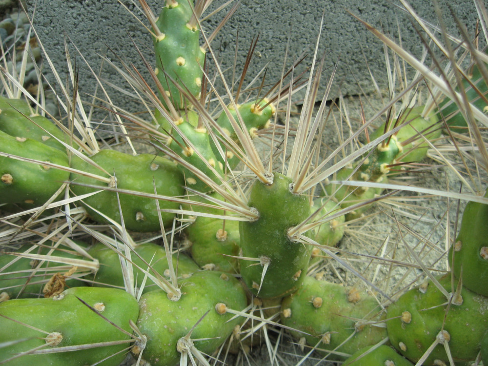 Maihueniopsis Darwinii Jn7 - 1x Cutting - Cactusshop.eu