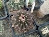 Parodia erinacea (Malacocarpus erinaceus)