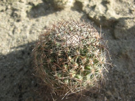Pediocactus simpsonii Montezuma Co., CO, USA