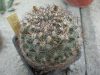 Pediocactus simpsonii var. minor SB194