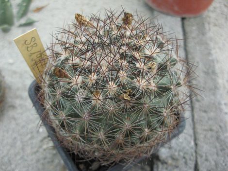 Pediocactus simpsonii Montezuma Co., CO, USA