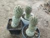 Tephrocactus geometricus Tephrocactus geometricus
