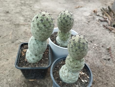 Tephrocactus geometricus