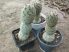 Tephrocactus geometricus