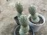 Tephrocactus geometricus