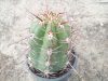 Trichocereus werdermannianus WS259 (Echinopsis werd.)