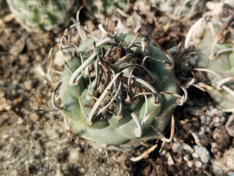 Turbinicarpus klinkerianus
