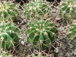 Acanthocalycium